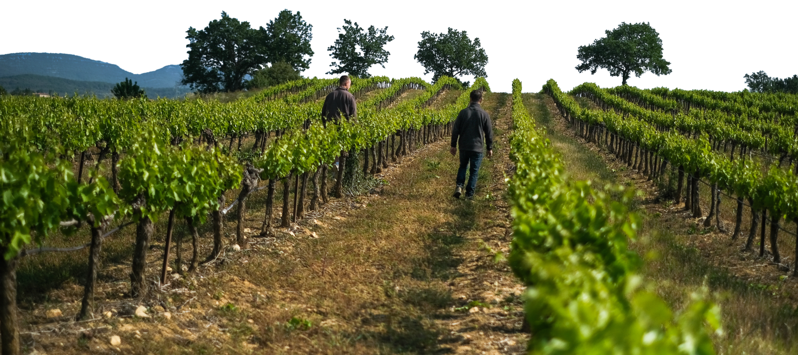 audu igp ardeche domaine